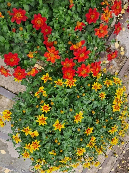 DUXMhcvXQlT39ACDhiPIp_W0EmAL7YOwYwOAC6BJnif5_0gBkYhg5uzgX-UfmXTo-p7cAq0fKHyrak2hnZ5oNhCF